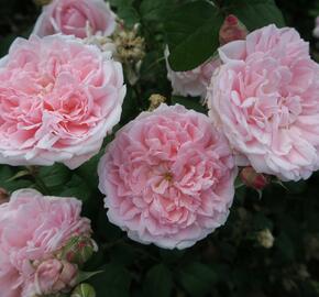 Anglická růže Davida Austina 'Eglantyne' - Rosa S 'Eglantyne'