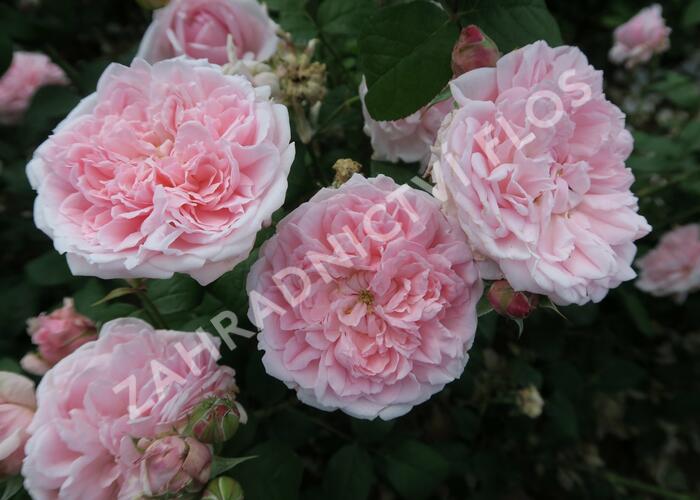 Anglická růže Davida Austina 'Eglantyne' - Rosa S 'Eglantyne'