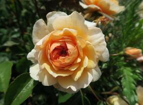 Růže anglická David Austin 'Port Sunlight' - Rosa S 'Port Sunlight'