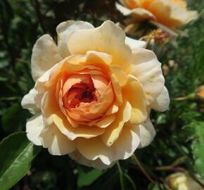 Anglická růže Davida Austina 'Port Sunlight' - Rosa S 'Port Sunlight'