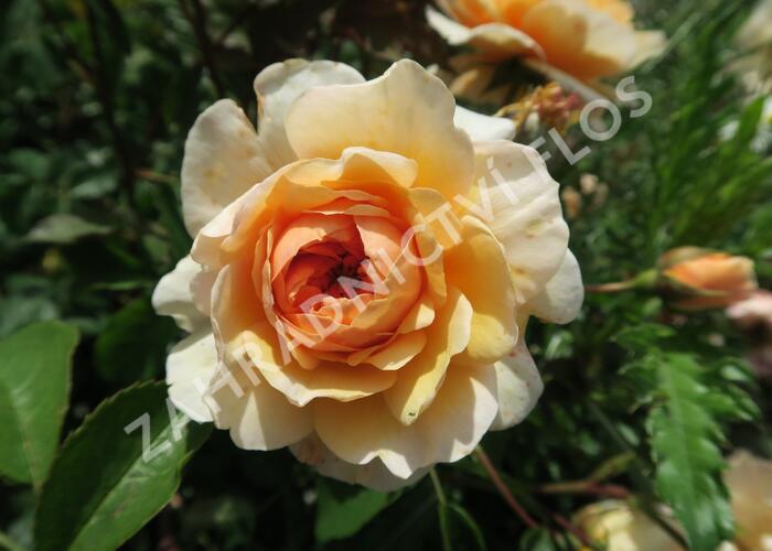 Anglická růže Davida Austina 'Port Sunlight' - Rosa S 'Port Sunlight'