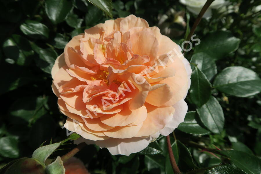 Růže mnohokvětá Kordes 'Sangerhäuser Jubiläums-Rose' ('Cervia') - Rosa MK 'Sangerhäuser Jubiläums-Rose' ('Cervia')