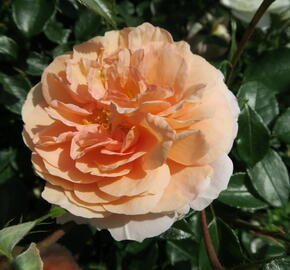 Růže mnohokvětá Kordes 'Sangerhäuser Jubiläums-Rose' ('Cervia') - Rosa MK 'Sangerhäuser Jubiläums-Rose' ('Cervia')