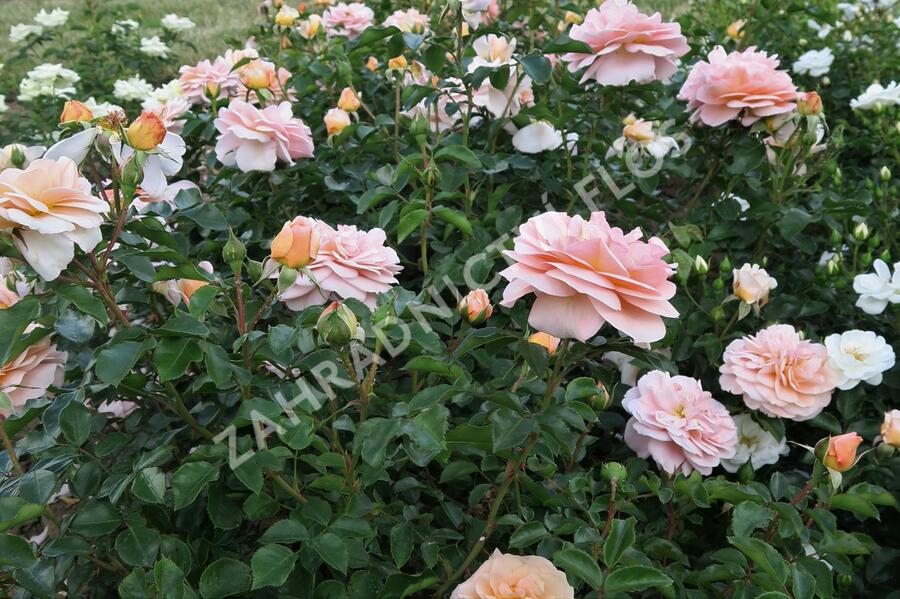 Růže mnohokvětá Kordes 'Sangerhäuser Jubiläums-Rose' ('Cervia') - Rosa MK 'Sangerhäuser Jubiläums-Rose' ('Cervia')