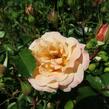 Růže půdopokryvná Kordes 'Cubana' - Rosa PK 'Cubana'