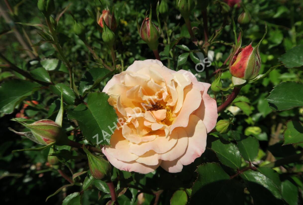 Růže půdopokryvná Kordes 'Cubana' - Rosa PK 'Cubana'