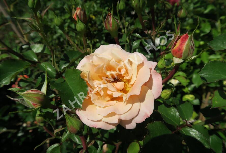 Růže půdopokryvná Kordes 'Cubana' - Rosa PK 'Cubana'