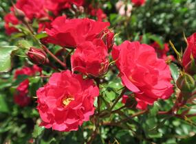 Růže mnohokvětá Kordes 'Rotilia' - Rosa MK 'Rotilia'