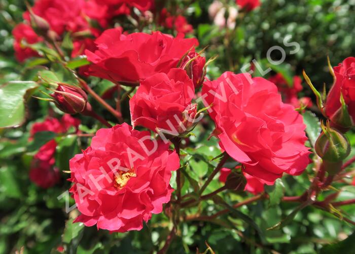 Růže mnohokvětá Kordes 'Rotilia' - Rosa MK 'Rotilia'