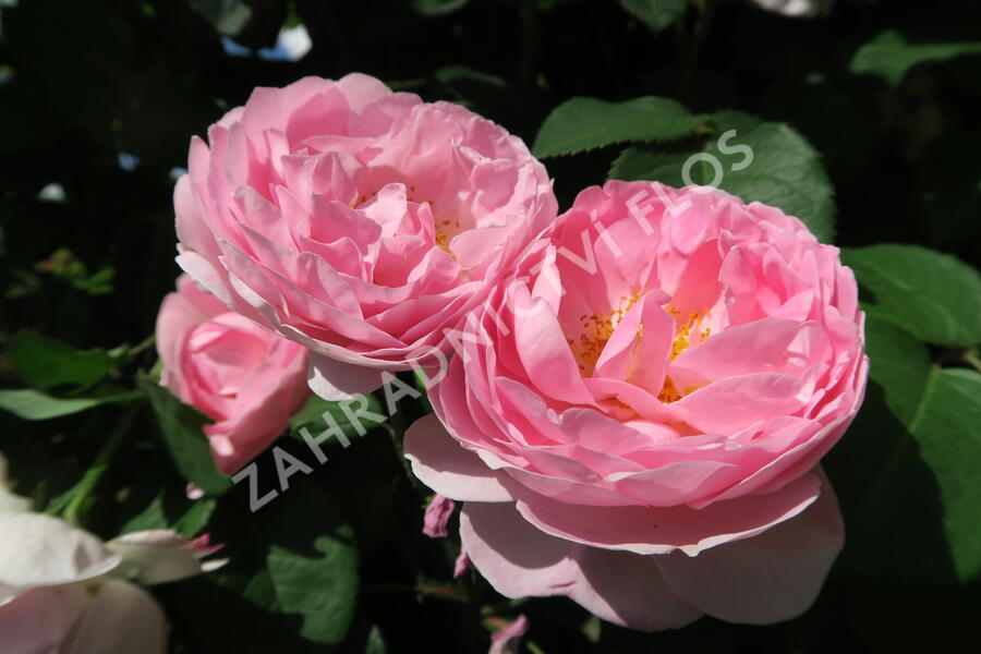 Anglická pnoucí růže Davida Austina 'Constance Spry' - Rosa PN 'Constance Spry'