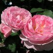Anglická pnoucí růže Davida Austina 'Constance Spry' - Rosa PN 'Constance Spry'