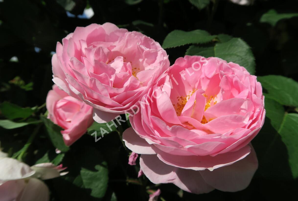 Růže anglická pnoucí David Austin 'Constance Spry' - Rosa PN 'Constance Spry'