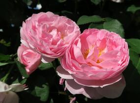 Růže anglická pnoucí David Austin 'Constance Spry' - Rosa PN 'Constance Spry'
