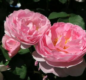 Anglická pnoucí růže Davida Austina 'Constance Spry' - Rosa PN 'Constance Spry'