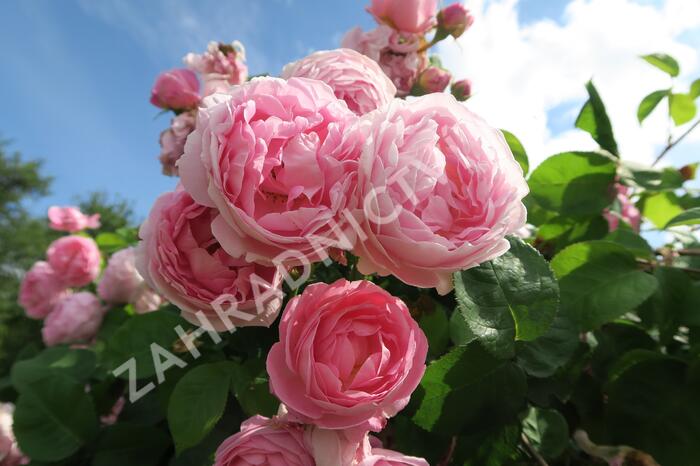 Anglická pnoucí růže Davida Austina 'Constance Spry' - Rosa PN 'Constance Spry'