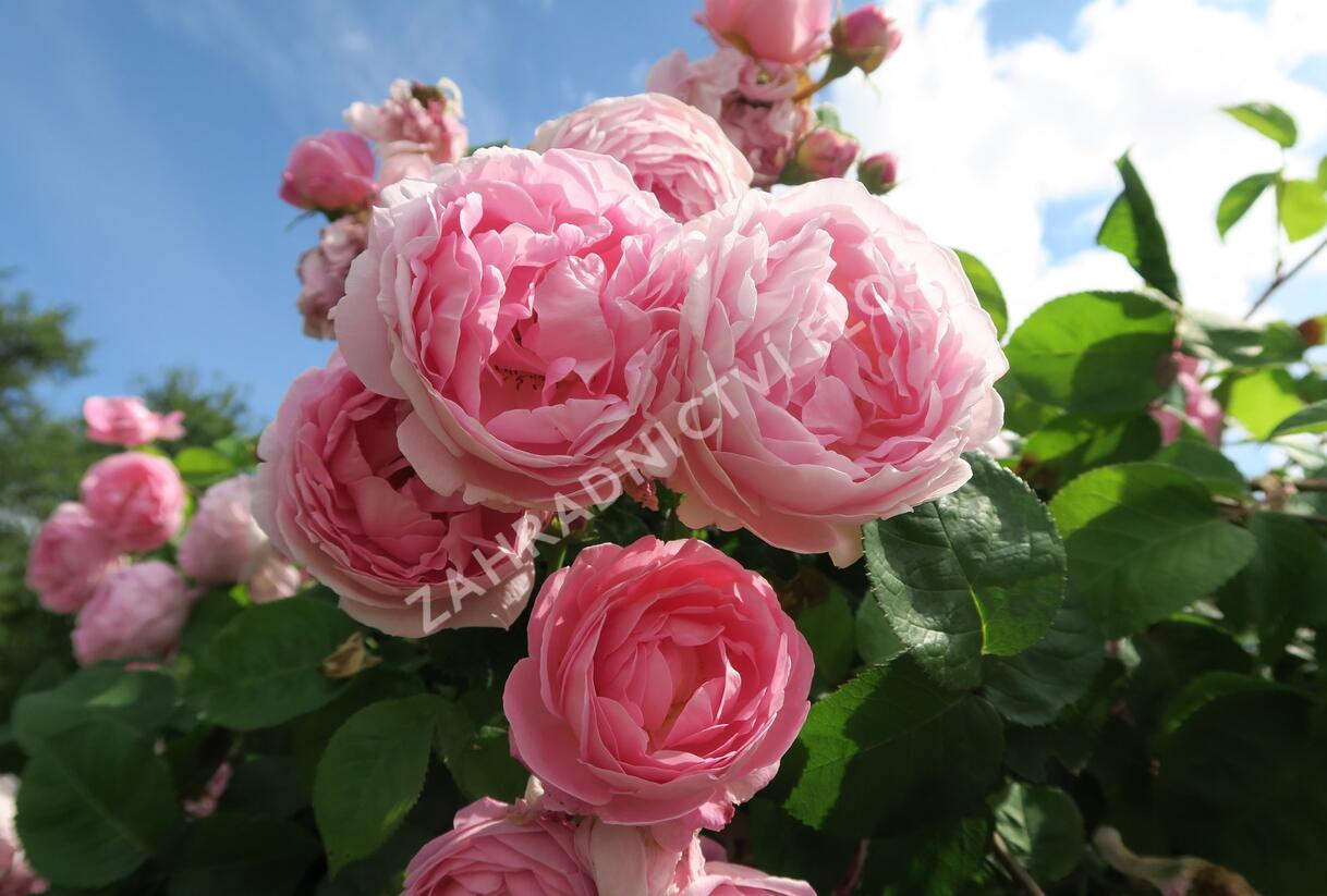 Růže anglická pnoucí David Austin 'Constance Spry' - Rosa PN 'Constance Spry'