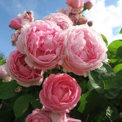 Anglická pnoucí růže Davida Austina 'Constance Spry' - Rosa PN 'Constance Spry'