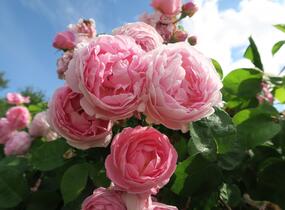 Růže anglická pnoucí David Austin 'Constance Spry' - Rosa PN 'Constance Spry'