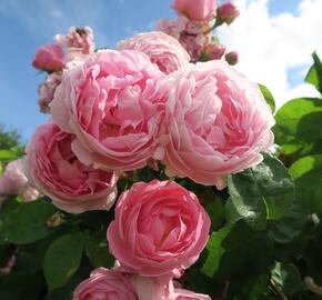 Anglická pnoucí růže Davida Austina 'Constance Spry' - Rosa PN 'Constance Spry'