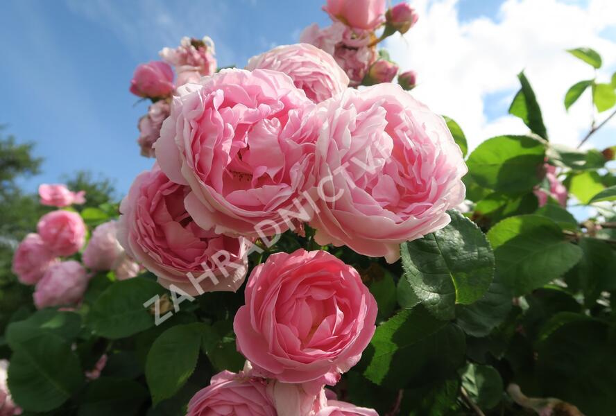 Růže anglická pnoucí David Austin 'Constance Spry' - Rosa PN 'Constance Spry'