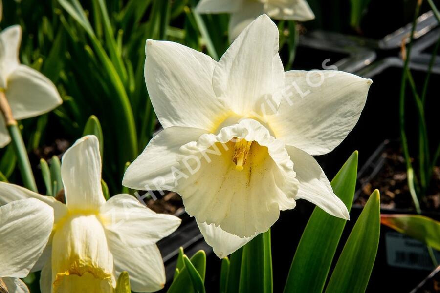 Narcis trubkovitý 'Mount Hood' - Narcissus Trumpet 'Mount Hood'