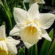 Narcis trubkovitý 'Mount Hood' - Narcissus Trumpet 'Mount Hood'