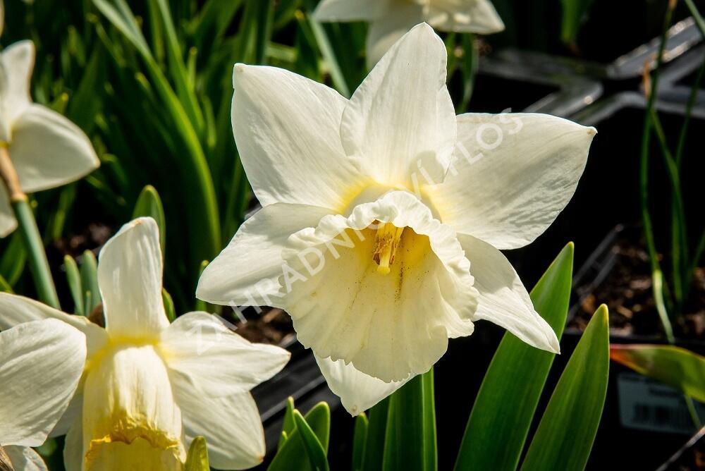 Narcis trubkovitý 'Mount Hood' - Narcissus Trumpet 'Mount Hood'