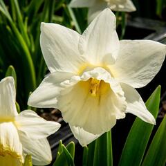 Narcis trubkovitý 'Mount Hood' - Narcissus Trumpet 'Mount Hood'