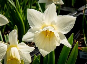 Narcis trubkovitý 'Mount Hood' - Narcissus Trumpet 'Mount Hood'