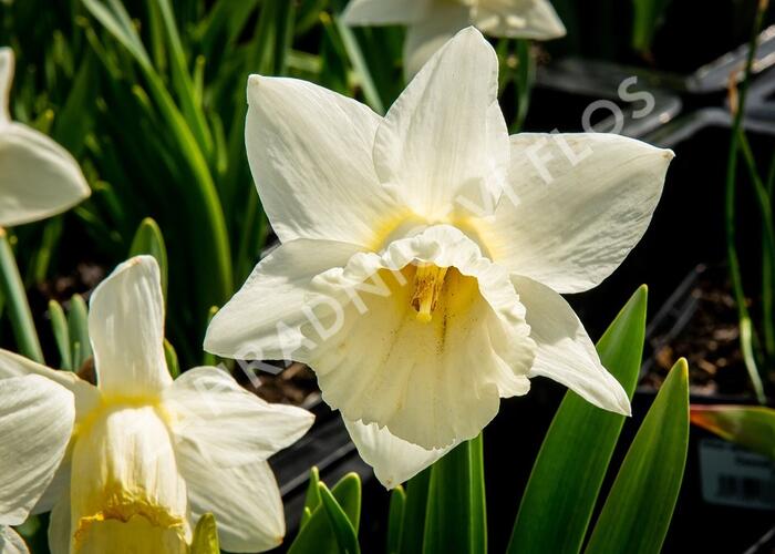 Narcis trubkovitý 'Mount Hood' - Narcissus Trumpet 'Mount Hood'