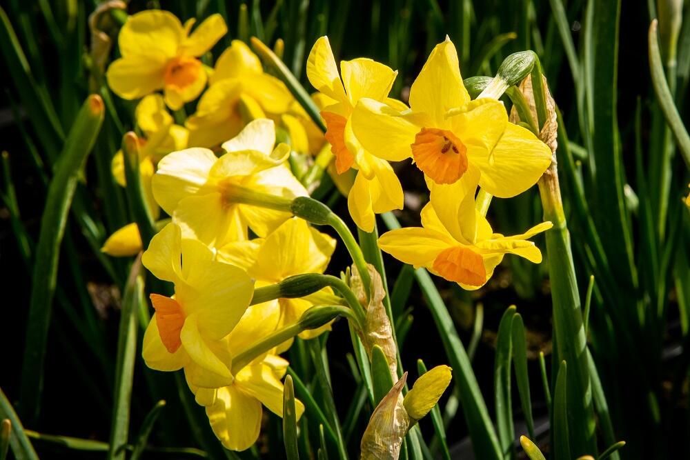 Narcis Tazetta 'Martinette' - Narcissus Tazetta 'Martinette' | Zahradnictví  FLOS