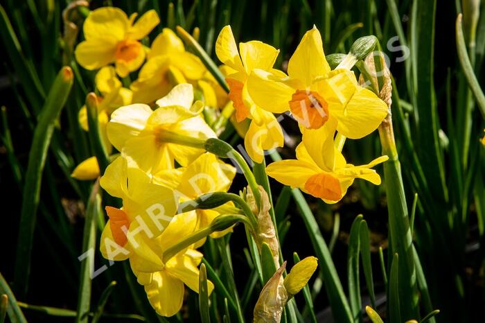 Narcis Tazetta 'Martinette' - Narcissus Tazetta 'Martinette'
