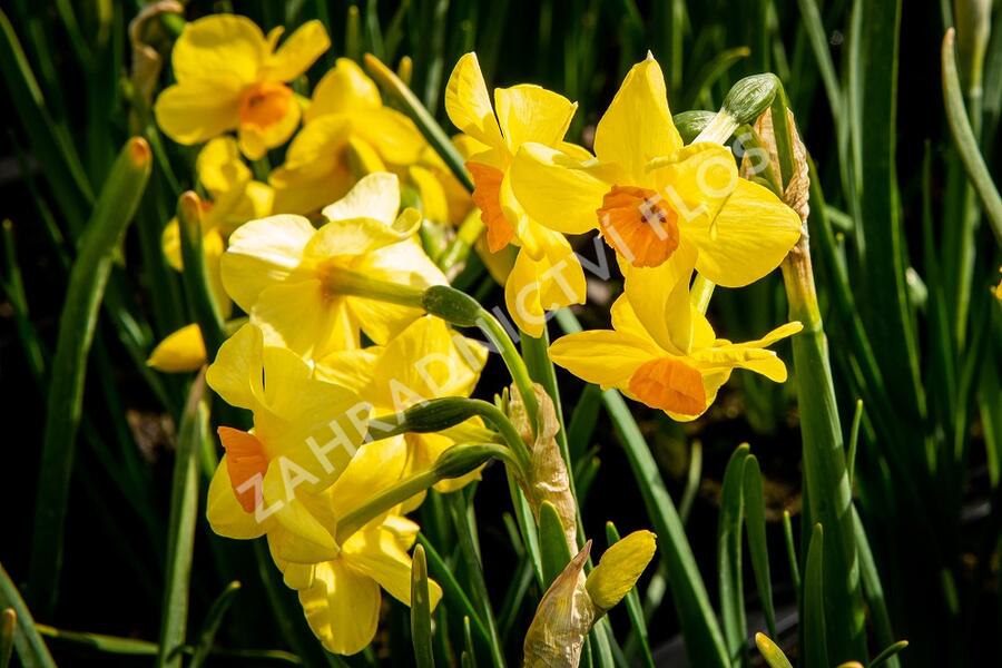 Narcis Tazetta 'Martinette' - Narcissus Tazetta 'Martinette'