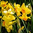 Narcis Tazetta 'Martinette' - Narcissus Tazetta 'Martinette'