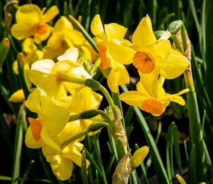 Narcis Tazetta 'Martinette' - Narcissus Tazetta 'Martinette'
