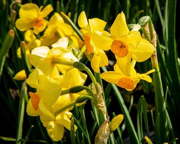 Narcis Tazetta 'Martinette'