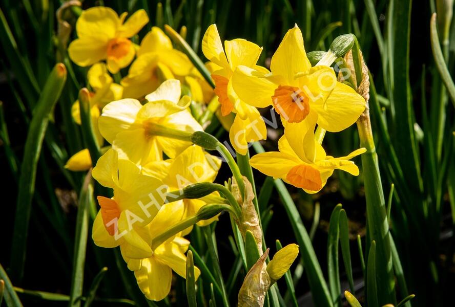 Narcis Tazetta 'Martinette' - Narcissus Tazetta 'Martinette'