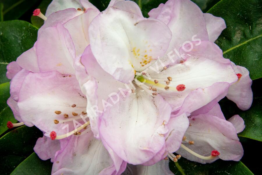 Pěnišník 'Gomer Waterer' - Rhododendron (T) 'Gomer Waterer'