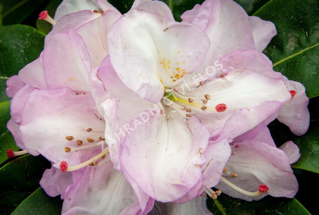 Pěnišník 'Gomer Waterer' - Rhododendron (T) 'Gomer Waterer'
