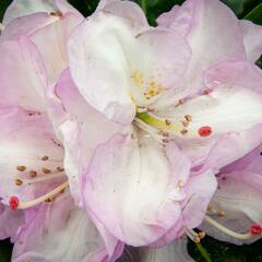 Pěnišník 'Gomer Waterer' - Rhododendron (T) 'Gomer Waterer'