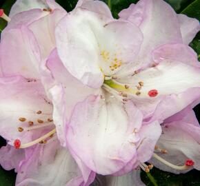 Pěnišník 'Gomer Waterer' - Rhododendron (T) 'Gomer Waterer'