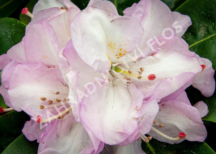Pěnišník 'Gomer Waterer' - Rhododendron (T) 'Gomer Waterer'