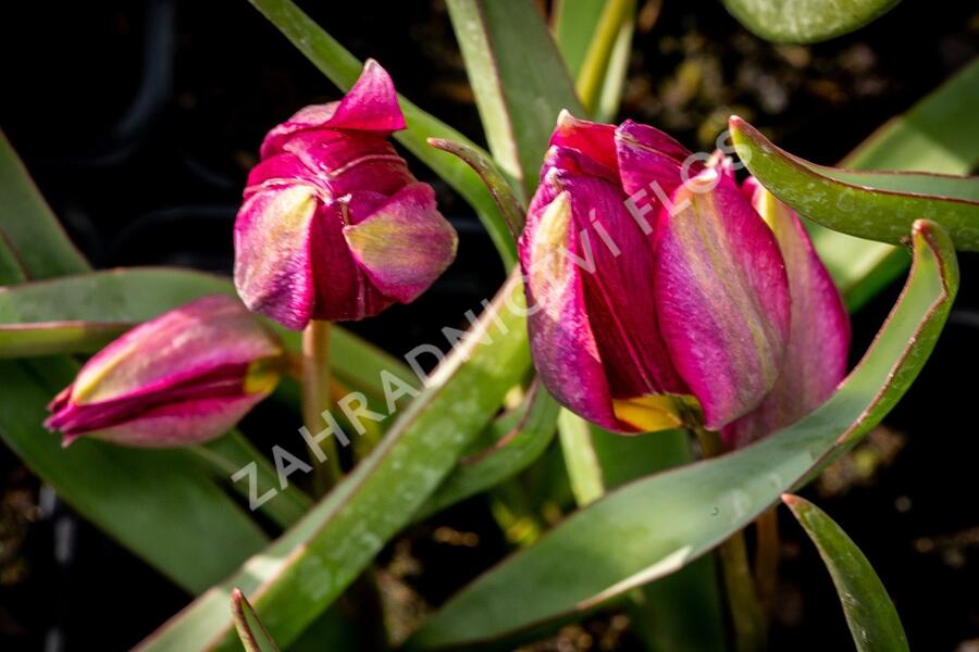 Tulipán 'Odalisque' - Tulipa humilis 'Odalisque'