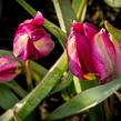 Tulipán 'Odalisque' - Tulipa humilis 'Odalisque'