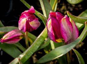 Tulipán botanický nízký 'Odalisque' - Tulipa humilis 'Odalisque'