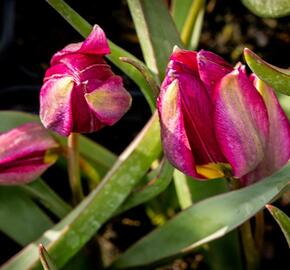 Tulipán 'Odalisque' - Tulipa humilis 'Odalisque'