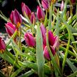 Tulipán nízký 'Odalisque' - Tulipa humilis 'Odalisque'