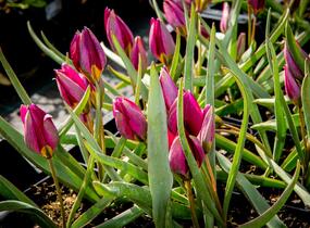 Tulipán botanický nízký 'Odalisque' - Tulipa humilis 'Odalisque'