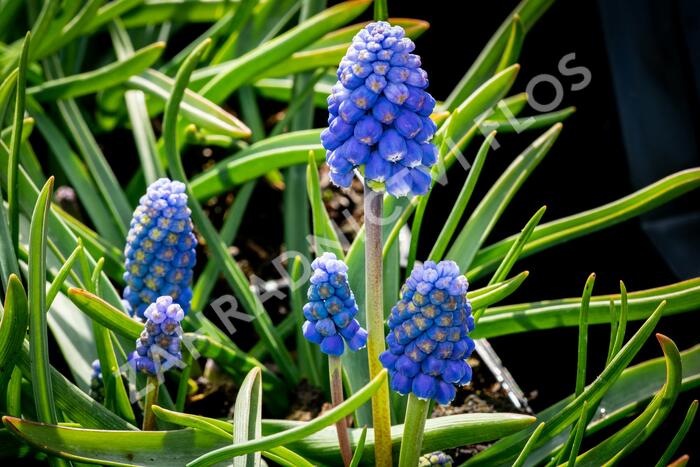 Modřenec arménský 'Atlantic' - Muscari armeniacum 'Atlantic'