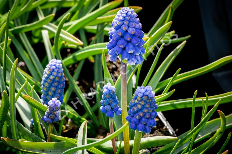 Modřenec arménský 'Atlantic' - Muscari armeniacum 'Atlantic'